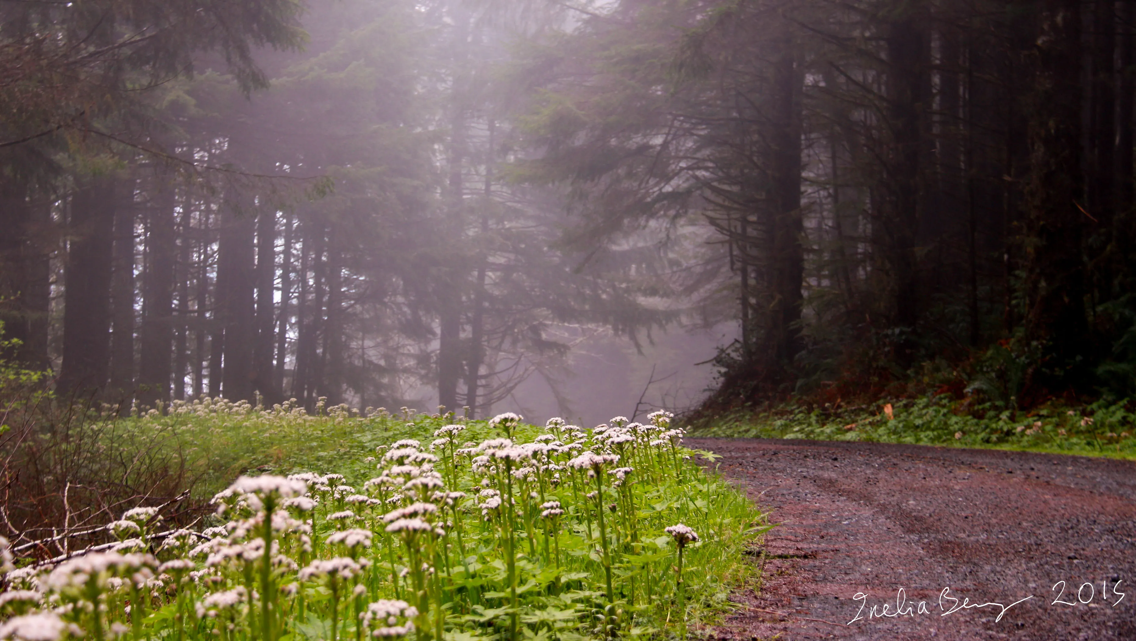 A dirt road through a misty forest, with white wildflowers